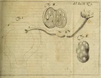 An illustration from Miscellanea Curiosa Medico-Physica Academiae Naturae Curiosorum (1677)