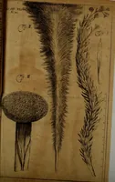 An illustration from Miscellanea Curiosa Medico-Physica Academiae Naturae Curiosorum (1677)