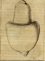 An illustration from Miscellanea Curiosa Medico-Physica Academiae Naturae Curiosorum (1677)