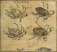 An illustration from Miscellanea Curiosa Medico-Physica Academiae Naturae Curiosorum (1677)