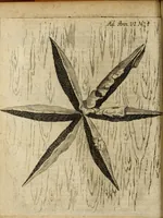 An illustration from Miscellanea Curiosa Medico-Physica Academiae Naturae Curiosorum (1677)