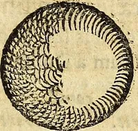 Picture 38 of 43 from Miscellanea Curiosa Medico-Physica Academiae Naturae Curiosorum (1677), leaf 474