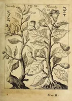 An illustration from Miscellanea Curiosa, sive Ephemiridum Medico-Physicarum Germanicarum Academiae Naturae Curiosorum (1689)
