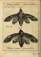 Picture 8 of 15 from Miscellanea Curiosa, sive Ephemiridum Medico-Physicarum Germanicarum Academiae Naturae Curiosorum (1689), leaf 600