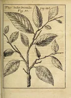 Picture 10 of 15 from Miscellanea Curiosa, sive Ephemiridum Medico-Physicarum Germanicarum Academiae Naturae Curiosorum (1689), leaf 611