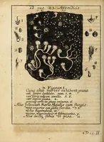 An illustration from Miscellanea Curiosa, sive Ephemiridum Medico-Physicarum Germanicarum Academiae Naturae Curiosorum (1689)