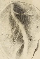 An illustration from Miscellanea Curiosa, sive Ephemiridum Medico-Physicarum Germanicarum Academiae Naturae Curiosorum (1678)