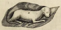 Picture 6 of 14 from Miscellanea Curiosa, sive Ephemiridum Medico-Physicarum Germanicarum Academiae Naturae Curiosorum (1678), leaf 131