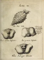 Picture 4 of 14 from Miscellanea Curiosa, sive Ephemiridum Medico-Physicarum Germanicarum Academiae Naturae Curiosorum (1678), leaf 37