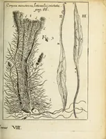 An illustration from Miscellanea Curiosa, sive Ephemiridum Medico-Physicarum Germanicarum Academiae Naturae Curiosorum (1690)