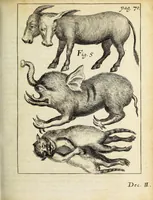 Picture 3 of 15 from Miscellanea Curiosa, sive Ephemiridum Medico-Physicarum Germanicarum Academiae Naturae Curiosorum (1690), leaf 115