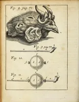 An illustration from Miscellanea Curiosa, sive Ephemiridum Medico-Physicarum Germanicarum Academiae Naturae Curiosorum (1690)
