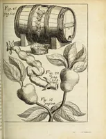 Picture 5 of 15 from Miscellanea Curiosa, sive Ephemiridum Medico-Physicarum Germanicarum Academiae Naturae Curiosorum (1690), leaf 177