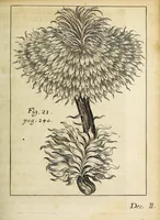 An illustration from Miscellanea Curiosa, sive Ephemiridum Medico-Physicarum Germanicarum Academiae Naturae Curiosorum (1690)