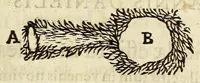 An illustration from Miscellanea Curiosa, sive Ephemiridum Medico-Physicarum Germanicarum Academiae Naturae Curiosorum (1690)