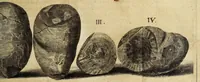 Picture 3 of 12 from Miscellanea Curiosa, sive Ephemiridum Medico-Physicarum Germanicarum Academiae Naturae Curiosorum (1680), leaf 291