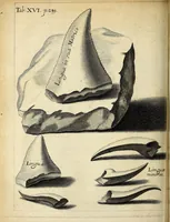 Picture 4 of 12 from Miscellanea Curiosa, sive Ephemiridum Medico-Physicarum Germanicarum Academiae Naturae Curiosorum (1680), leaf 352
