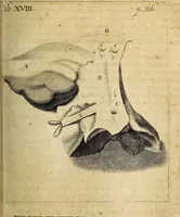 Picture 6 of 12 from Miscellanea Curiosa, sive Ephemiridum Medico-Physicarum Germanicarum Academiae Naturae Curiosorum (1680), leaf 383