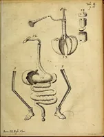 Picture 2 of 12 from Miscellanea Curiosa, sive Ephemiridum Medico-Physicarum Germanicarum Academiae Naturae Curiosorum (1680), leaf 51