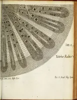 Picture 10 of 12 from Miscellanea Curiosa, sive Ephemiridum Medico-Physicarum Germanicarum Academiae Naturae Curiosorum (1680), leaf 771