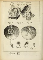 Picture 6 of 19 from Miscellanea Curiosa, sive Ephemiridum Medico-Physicarum Germanicarum Academiae Naturae Curiosorum (1691), leaf 160