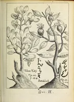An illustration from Miscellanea Curiosa, sive Ephemiridum Medico-Physicarum Germanicarum Academiae Naturae Curiosorum (1691)