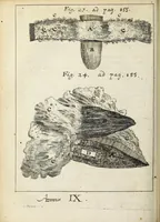 An illustration from Miscellanea Curiosa, sive Ephemiridum Medico-Physicarum Germanicarum Academiae Naturae Curiosorum (1691)