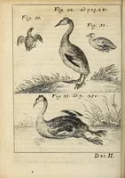 Picture 11 of 19 from Miscellanea Curiosa, sive Ephemiridum Medico-Physicarum Germanicarum Academiae Naturae Curiosorum (1691), leaf 314