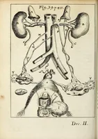 Picture 14 of 19 from Miscellanea Curiosa, sive Ephemiridum Medico-Physicarum Germanicarum Academiae Naturae Curiosorum (1691), leaf 486