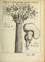 Picture 3 of 19 from Miscellanea Curiosa, sive Ephemiridum Medico-Physicarum Germanicarum Academiae Naturae Curiosorum (1691), leaf 77