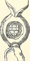 An illustration from Miscellanea genealogica et heraldica : (1874)