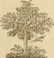 An illustration from Miscellany poems (1684)