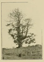 An illustration from Mission Hostains-d'Ollone, 1898-1900 : de la Côte d'Ivoire au Soudan et à la Guinée (1901)