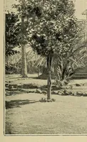 An illustration from Mission Hostains-d'Ollone, 1898-1900 : de la Côte d'Ivoire au Soudan et à la Guinée (1901)