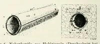 Picture 3 of 35 from Mitteilungen der K.K. Zentral-Kommission für Erforschung und Erhaltung Kunst- und Historischen Denkmale (1903), leaf 54