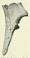An illustration from Mitteilungen der K.K. Zentral-Kommission für Erforschung und Erhaltung Kunst- und Historischen Denkmale (1903)