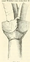 An illustration from Mittheilungen der K.K. Central-Commission zur Erforschung und Erhaltung der Baudenkmale (1856)