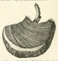 An illustration from Mittheilungen der K.K. Central-Commission zur Erforschung und Erhaltung der Baudenkmale (1856)