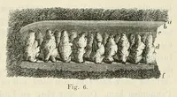 Picture 5 of 39 from Mittheilungen der K.K. Central-Commission zur Erforschung und Erhaltung der Baudenkmale (1856), leaf 87