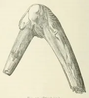 Picture 23 of 36 from Mittheilungen der K.K. Central-Commission zur Erforschung und Erhaltung der Kunst- und Historischen Denkmale (1875), leaf 244