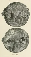 An illustration from Mittheilungen der K.K. Central-Commission zur Erforschung und Erhaltung der Kunst- und Historischen Denkmale (1875)