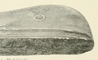 Picture 22 of 39 from Mittheilungen der K.K. Central-Commission zur Erforschung und Erhaltung der Kunst- und Historischen Denkmale (1875), leaf 124