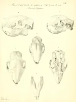 An illustration from Mémoires de l'Académie impériale des sciences de St.-Pétersbourg. sér. 6 (1835)