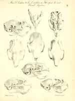 An illustration from Mémoires de l'Académie impériale des sciences de St.-Pétersbourg. sér. 6 (1835)