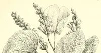An illustration from Mémoires de l'Académie impériale des sciences de St.-Pétersbourg. sér. 6 (1835)