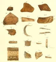 An illustration from Mémoires de l'Académie impériale des sciences de St.-Pétersbourg. sér. 6 (1835)