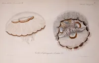 An illustration from Mémoires de l'Académie impériale des sciences de St.-Pétersbourg. sér. 6 (1835)