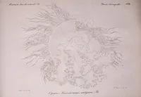 Picture 5 of 6 from Mémoires de l'Académie impériale des sciences de St.-Pétersbourg. sér. 6 (1835), leaf 693