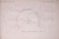 Picture 6 of 6 from Mémoires de l'Académie impériale des sciences de St.-Pétersbourg. sér. 6 (1835), leaf 701