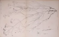 An illustration from Mémoires de l'Académie impériale des sciences de St.-Pétersbourg. sér. 6 (1835)